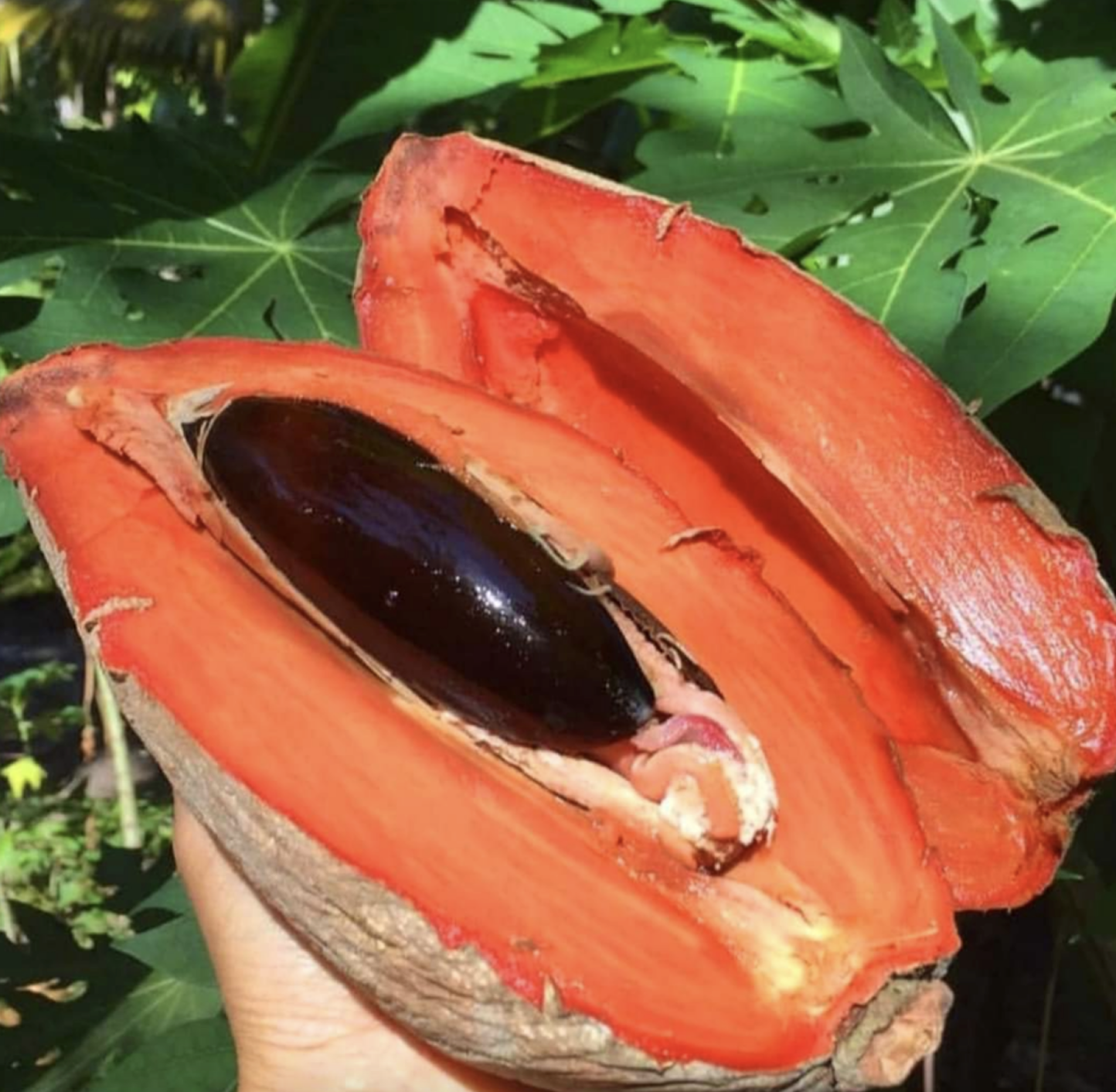 Sapodilla