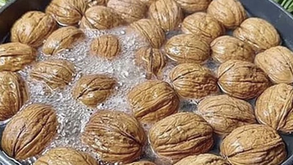 Nut Extract